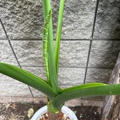 観葉植物　クワズイモＡの画像