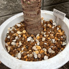観葉植物　クワズイモＡの画像