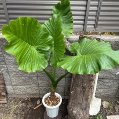 観葉植物　クワズイモＡの画像