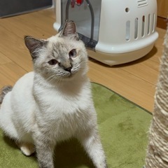 🍡愛が強いハニーちゃん🍡🍬🍬 − 熊本県