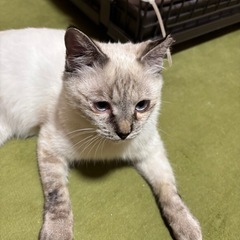 🍡愛が強いハニーちゃん🍡🍬🍬 - 猫