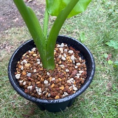 観葉植物　クワズイモＢの画像