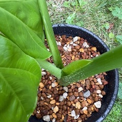 観葉植物　クワズイモＢの画像