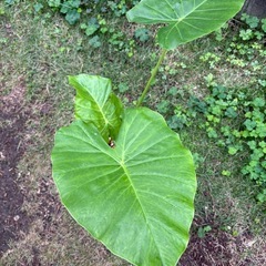 観葉植物　クワズイモＢの画像