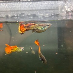 グッピー30匹お譲りします🐠 無料・取りに来てくださる方限定の画像