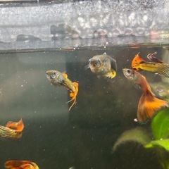 グッピー30匹お譲りします🐠 無料・取りに来てくださる方限定の画像