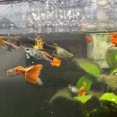 グッピー30匹お譲りします🐠 無料・取りに来てくださる方限定の画像