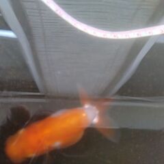 金魚　らんちゅう　4匹の画像