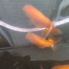 金魚　らんちゅう　4匹の画像
