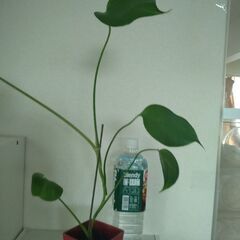 観葉植物　の画像