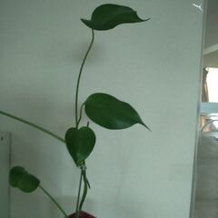 観葉植物　の画像