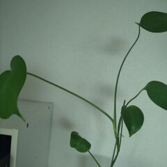 観葉植物　の画像