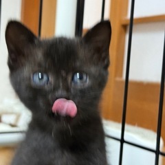 真っ黒の大人しい子猫