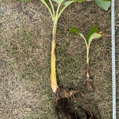 果樹苗　アップルバナナ苗木の画像