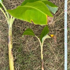 果樹苗　アップルバナナ苗木の画像