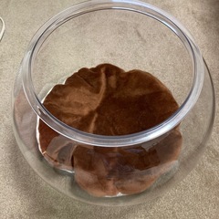 猫　金魚鉢　にゃんこ　きんぎょ鉢の画像