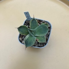 ⭐︎パリーライムストリーク⭐︎の画像