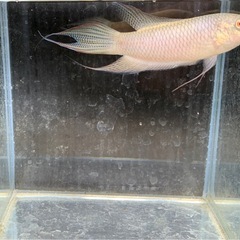 （幼魚10匹セット）ブラックパラダイスフィッシュ　闘魚　発送🉑の画像