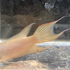 （幼魚10匹セット）ブラックパラダイスフィッシュ　闘魚　発送🉑の画像