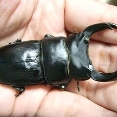 茨城県産オオクワガタ F6 ♂73ミリ ♀48ミリ ペアの画像