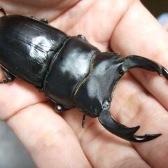 茨城県産オオクワガタ F6 ♂73ミリ ♀48ミリ ペアの画像