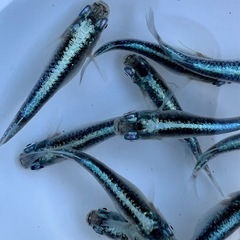 鯖の極（めだか・メダカ）の画像