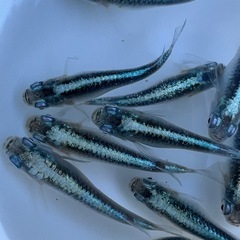 鯖の極（めだか・メダカ）の画像