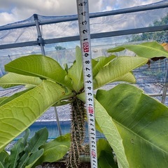 ユーフォルビア　ビグエリー　噴火竜　大株　の画像