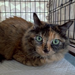 ６０才以上の方もご相談下さい。穏やかアダルト🐈‍⬛あずきち…