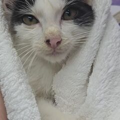 頑張り屋の 男の子 白黒ちゃん 生後2ヶ月くらい