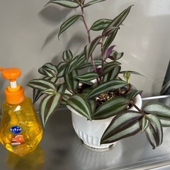 🌿シマムラサキツユクサ🌿の画像