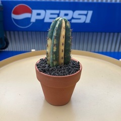 ⭐︎超レア⭐︎パチャノイ錦の画像