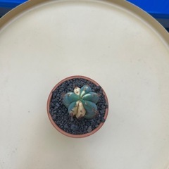 ⭐︎超レア⭐︎パチャノイ錦の画像