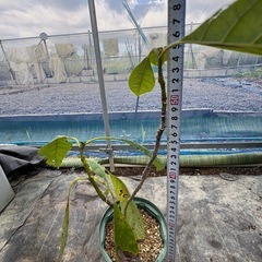 果樹苗　アボカド　実生苗の画像