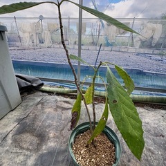 果樹苗　アボカド　実生苗の画像