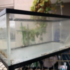 取引中！無料！0円！アクリル水槽の画像
