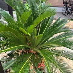 ソテツの画像