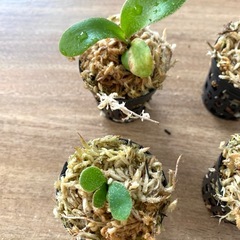 【観葉植物】ビカクシダ P. monkey north モンキーノース  P. Ginka 銀華  P. Ubon #1 ウボン MIXまきです。No.❶番の画像