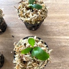 【観葉植物】ビカクシダ P. monkey north モンキーノース  P. Ginka 銀華  P. Ubon #1 ウボン MIXまきです。No.❶番の画像