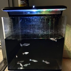 水槽　熱帯魚　グッピーの画像