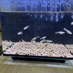 水槽　熱帯魚　グッピーの画像