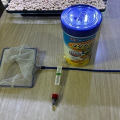 水槽　熱帯魚　グッピーの画像