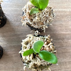 【観葉植物】商談中　ビカクシダ P. monkey north モンキーノース  P. Ginka 銀華  P. Ubon #1 ウボン MIXまきです。No.❷番の画像