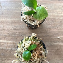 【観葉植物】商談中　ビカクシダ P. monkey north モンキーノース  P. Ginka 銀華  P. Ubon #1 ウボン MIXまきです。No.❷番の画像