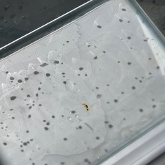 30センチ水槽の画像