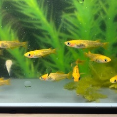 五式系ミックスめだか若魚〜稚魚50匹の画像
