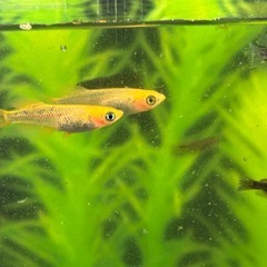 五式系ミックスめだか若魚〜稚魚50匹の画像