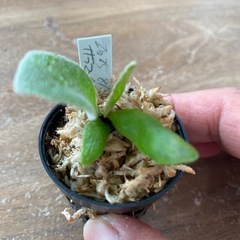 【観葉植物】商談中　ビカクシダ P.willinckii salamander  サラマンダーの画像