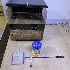 水槽　熱帯魚　グッピーの画像