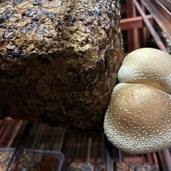 しいたけ菌床1ヶ(おうちで栽培用)の画像